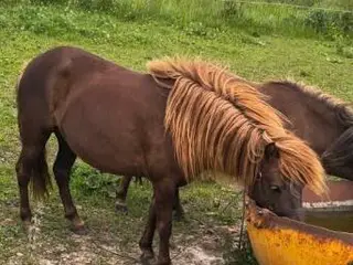 6 års ponyhoppe, ca. 105 i etang