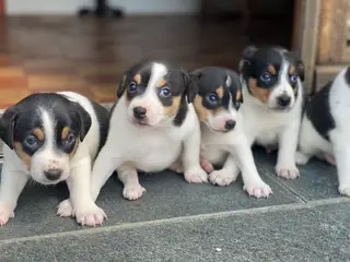 Dansk-svensk gårdhund hundehvalpe 