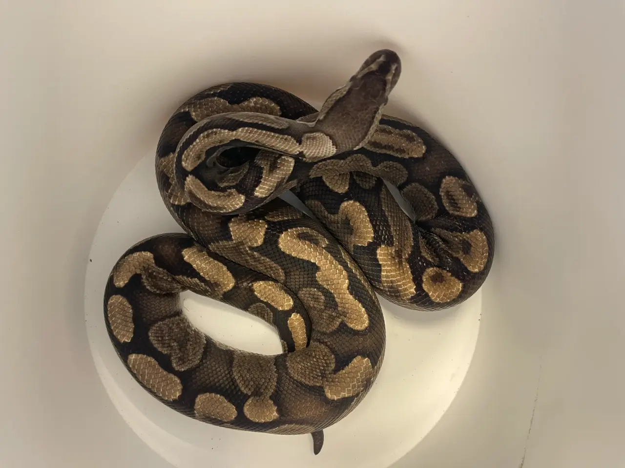 Billede 2 - Konge Python dreng sælges