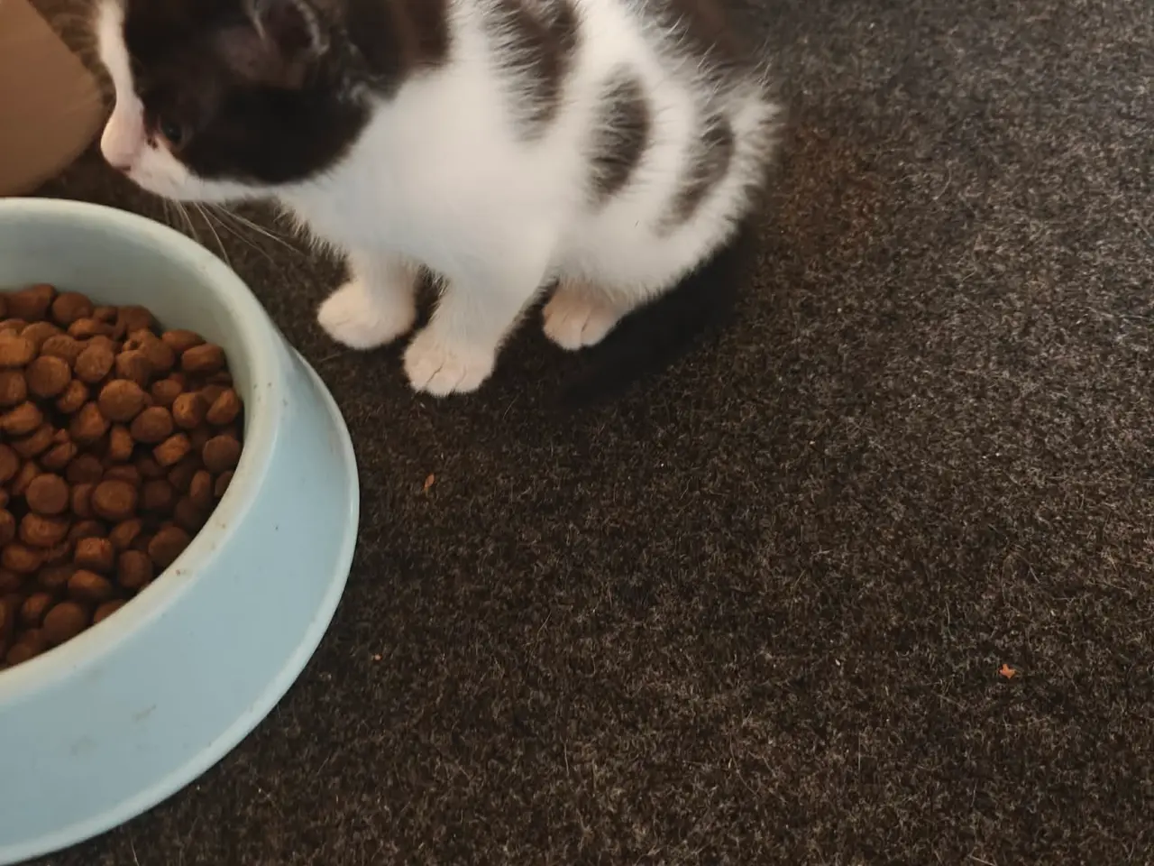 Billede 1 - Katte killinger 