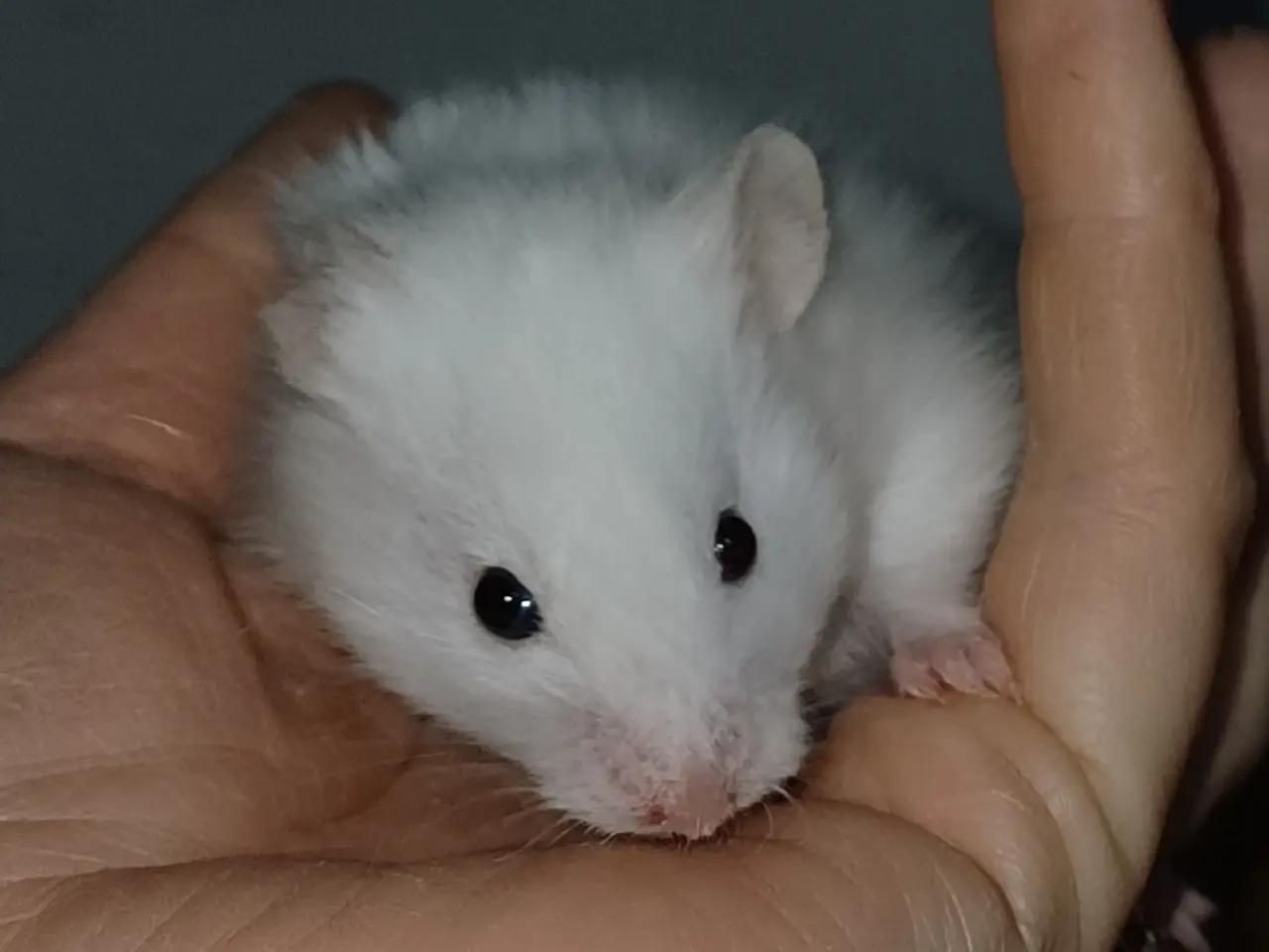 Billede 4 - Guldhamster unger