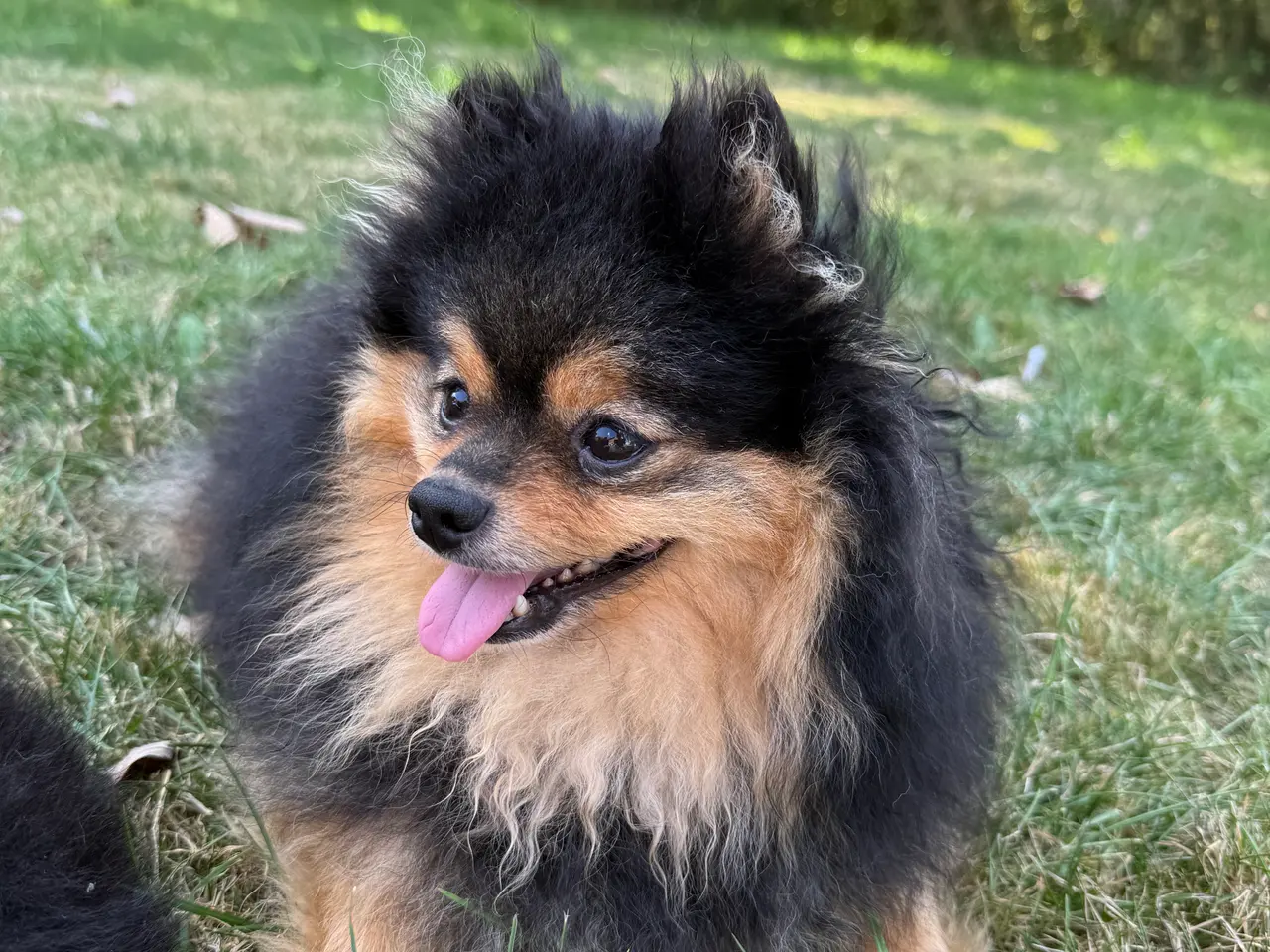 Billede 11 - Pomeranian hvalpe