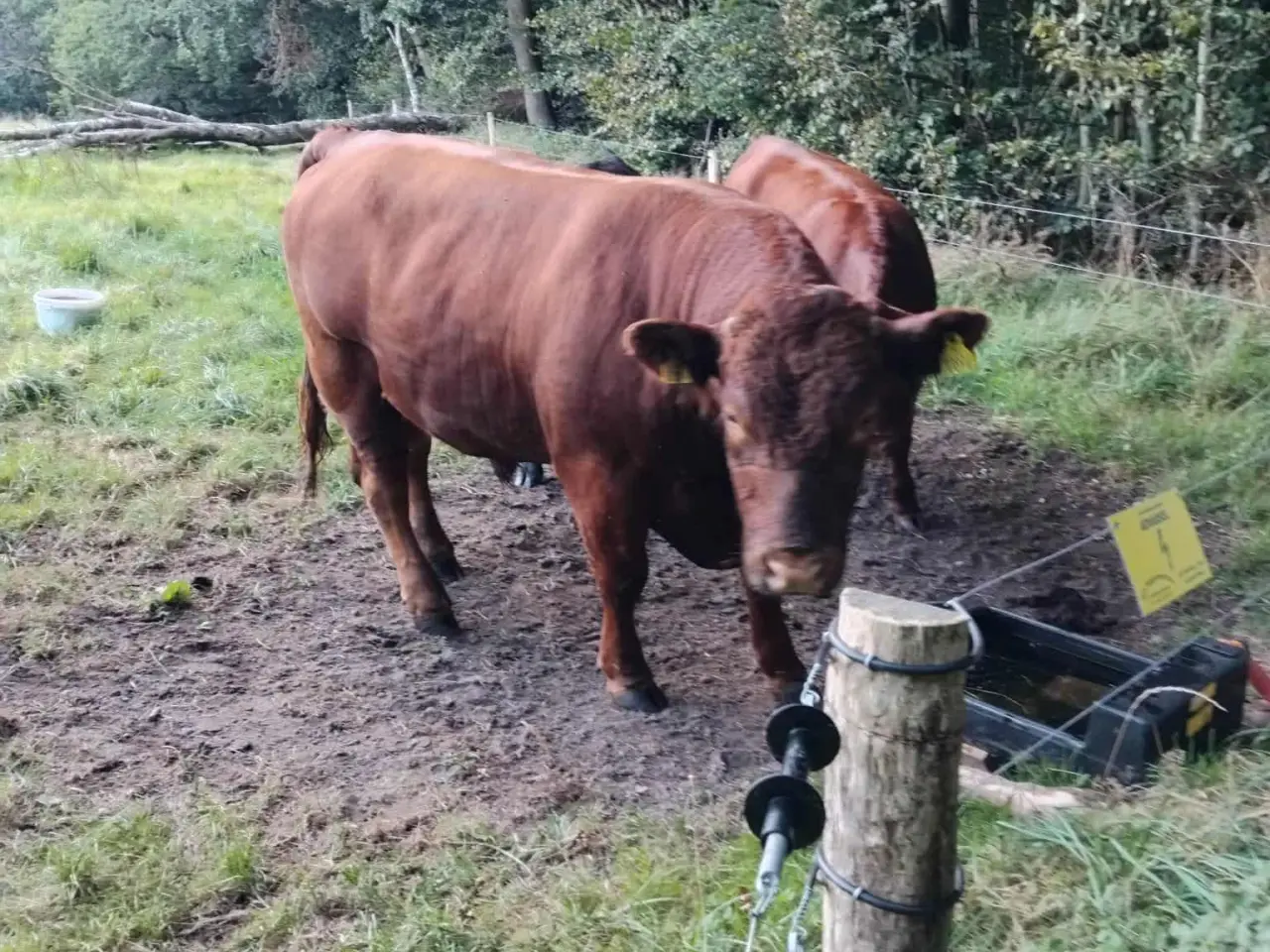 Billede 1 - Rolige Angus løbetyre til udlejning og bedækning