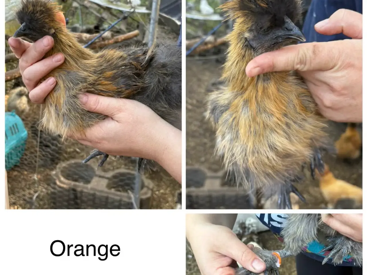 Billede 10 - Silkiehaner GRATIS / Silkie roosters FREE
