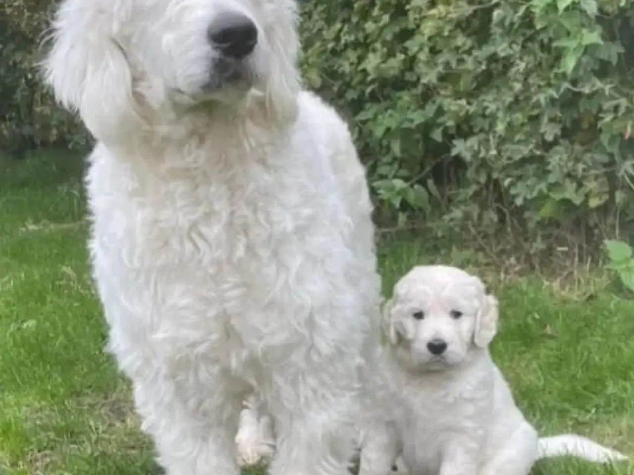 Billede 5 - Golden DOODLE hvalpe