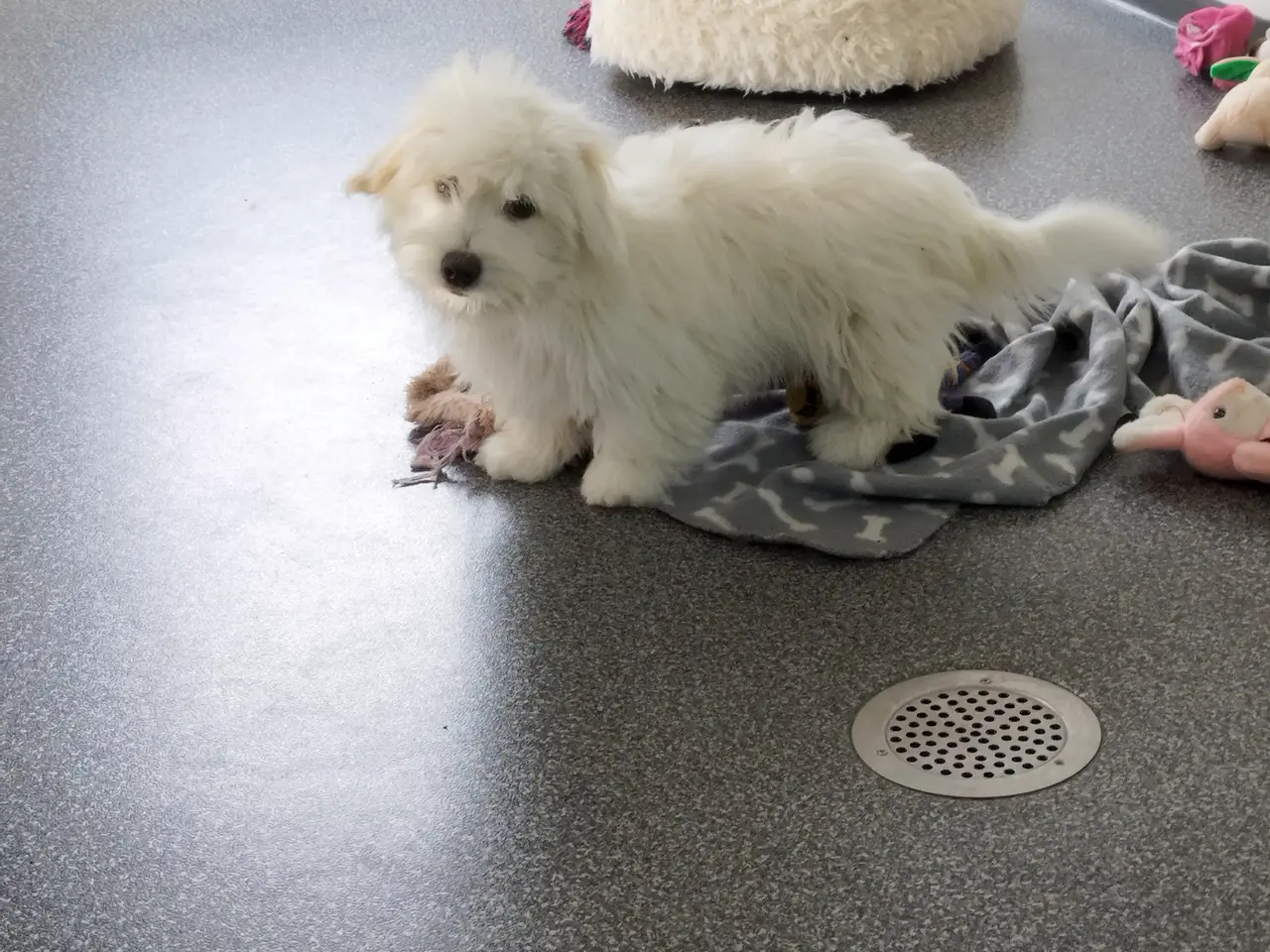 Billede 4 - Coton de Tulear
