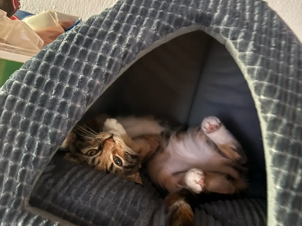 Billede 2 - Huskat