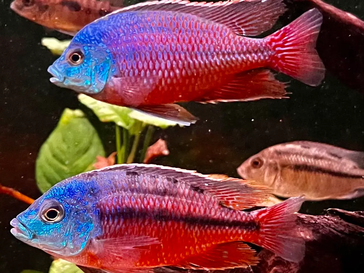 Billede 4 - Red Empress F2 utrolig smukke malawi cichlider