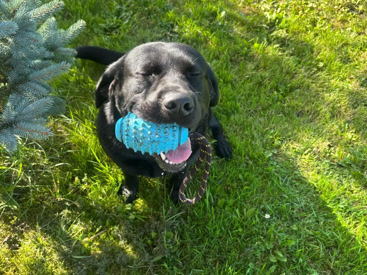 Billede 5 - Super dejlig hanhund