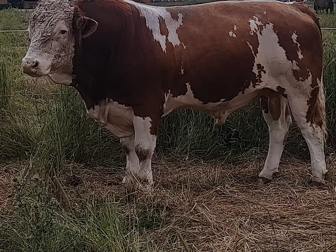 Billede 1 - Simmentaler Tyre