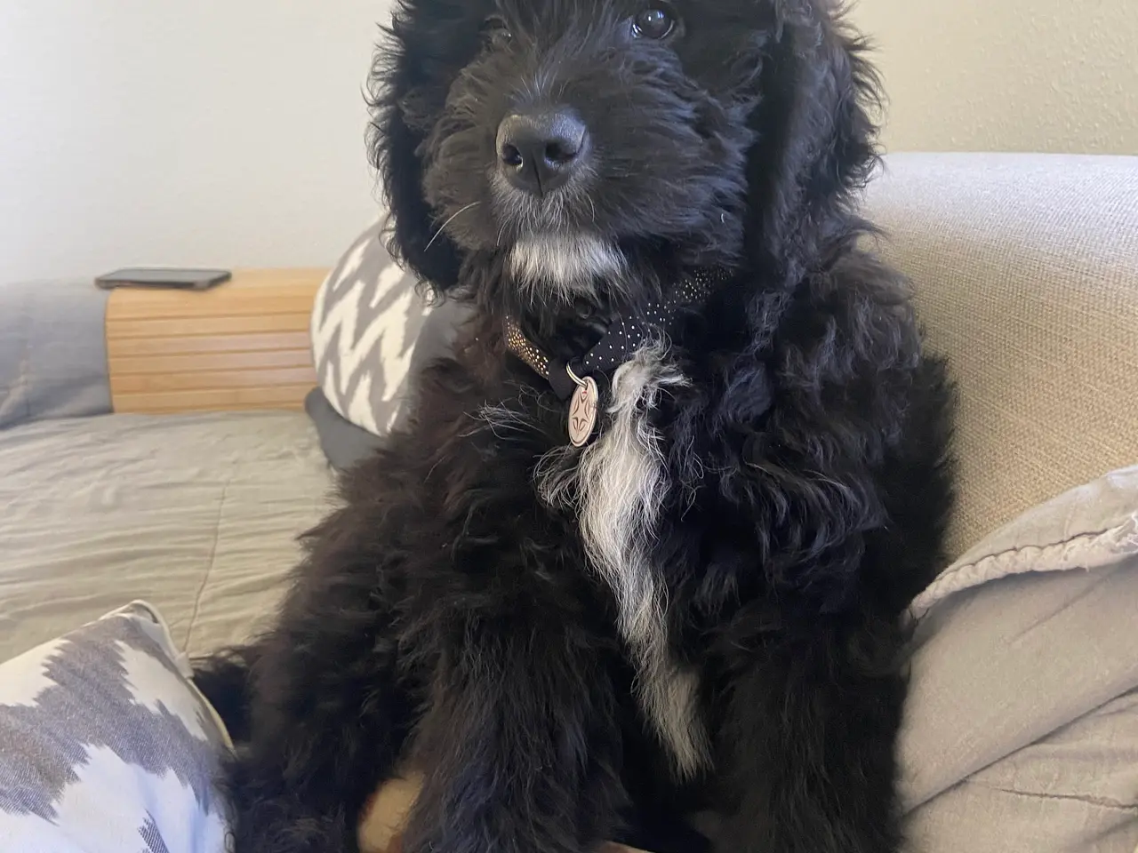 Billede 3 - Bernerdoodle han til parring