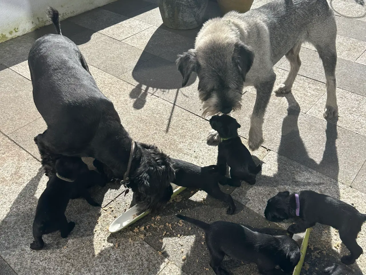 Billede 7 - Schnauzer mellem - hvalpe sort