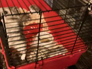 Cebirisk dværg hamster 