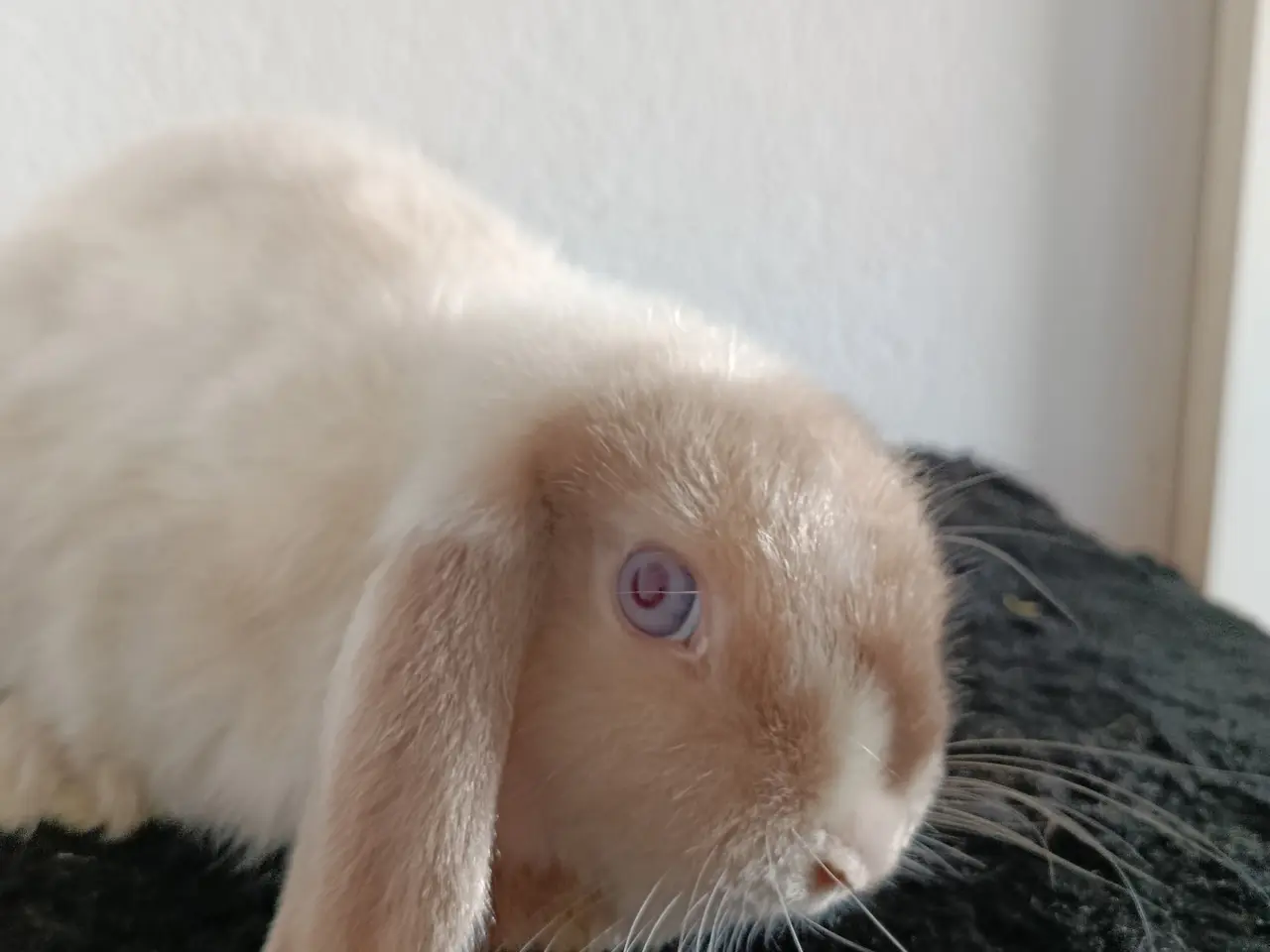 Billede 4 - Mini Lop, Satin
