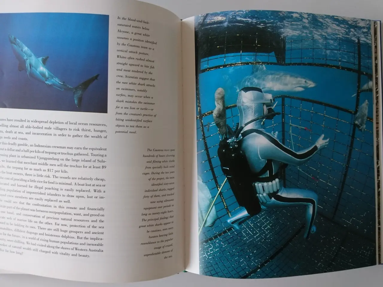 Billede 3 - Cousteau´s Australia journey. Af Jean-Michel Coust