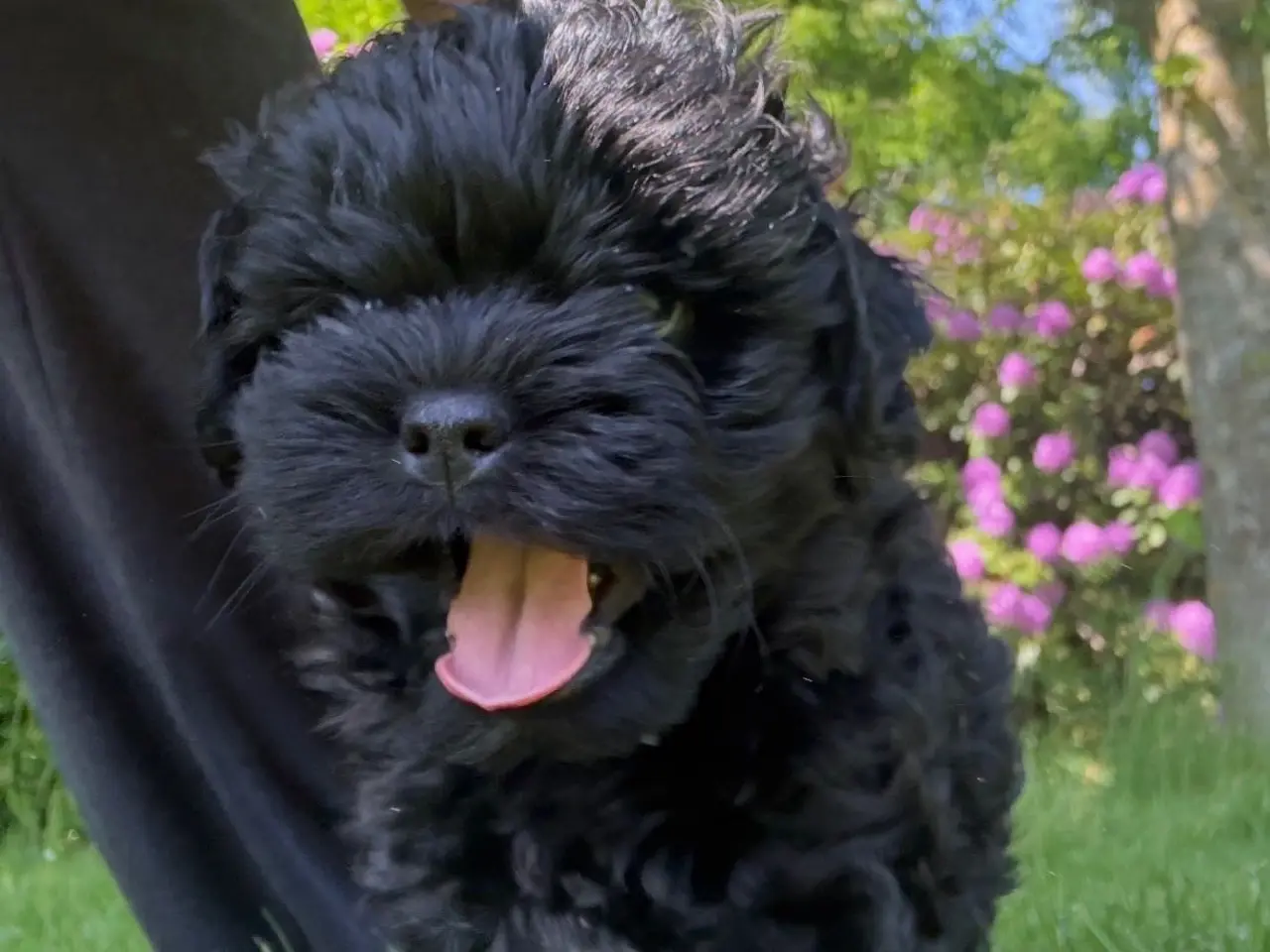 Billede 7 - 🐾 Shih-Poo hvalpe – 2 kærlige drenge klar til ny