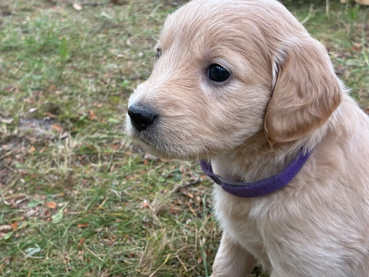 Billede 5 - Goldendoodle hvalpe
