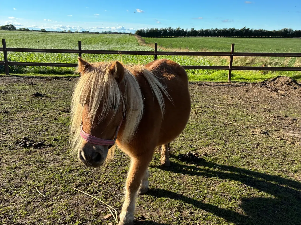 Billede 3 - 10 årig børnevenlig hoppe og hingste føl.