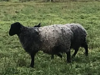 Gotlænder - Vædder