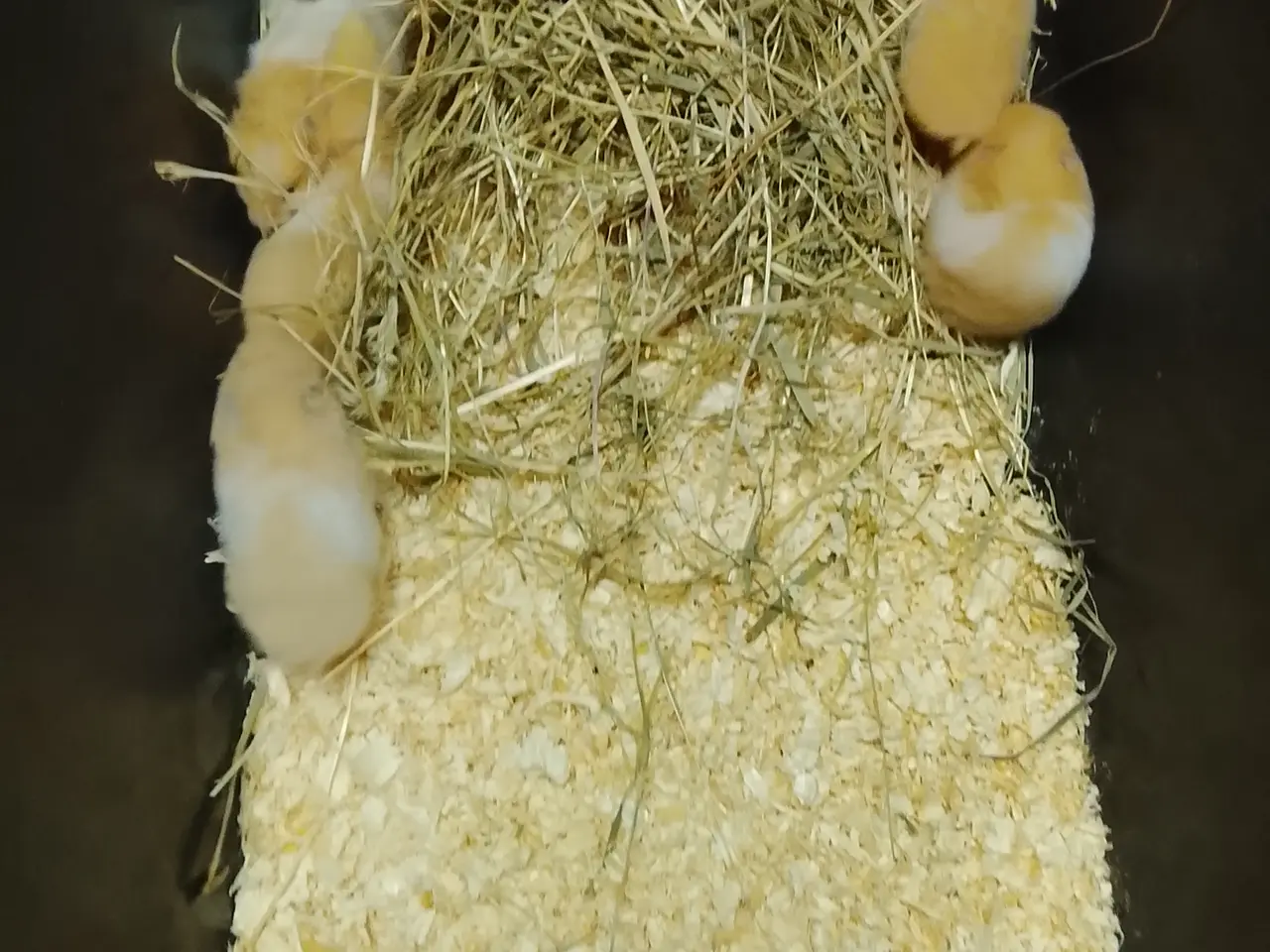 Billede 3 - guldhamster unger ger 6 uger