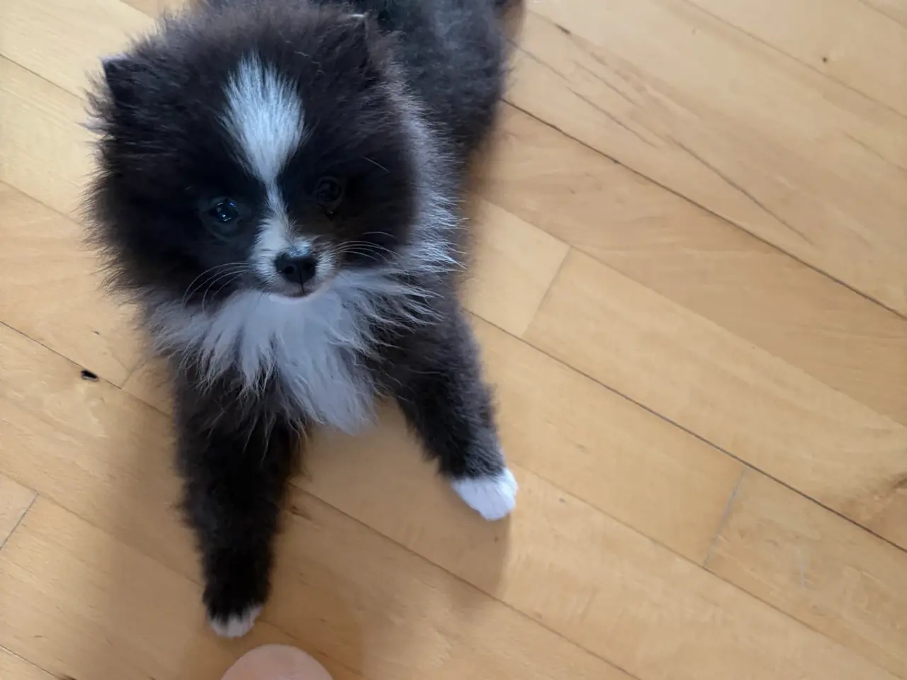 Billede 2 - Pomeranian pige søger et kærligt hjem