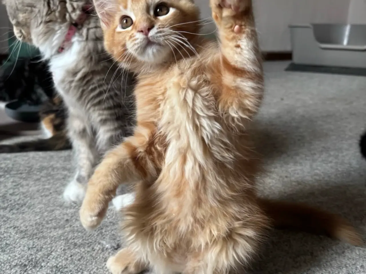 Billede 3 - Maine Coon hankilling
