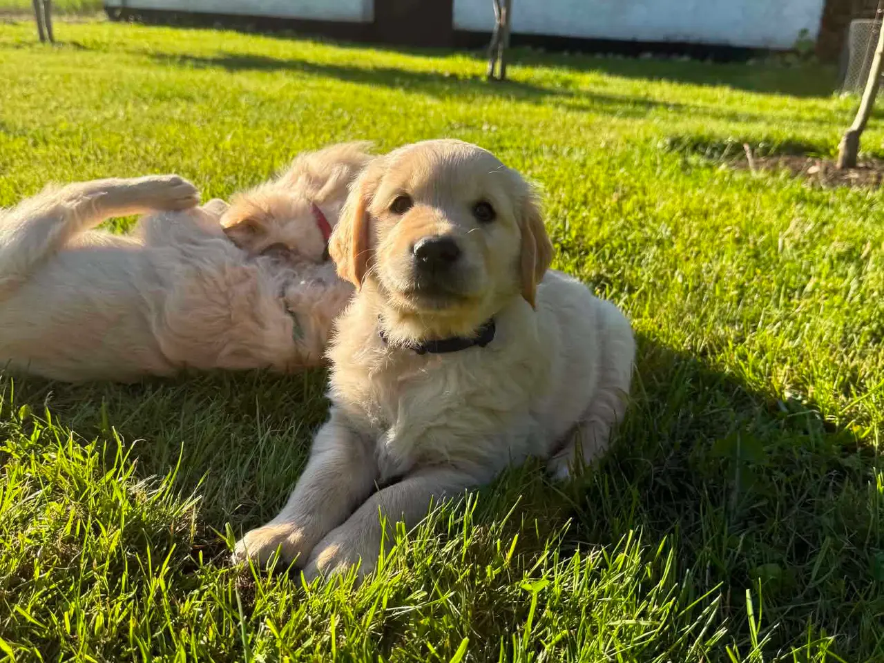 Billede 6 - Golden Retriever hvalpe