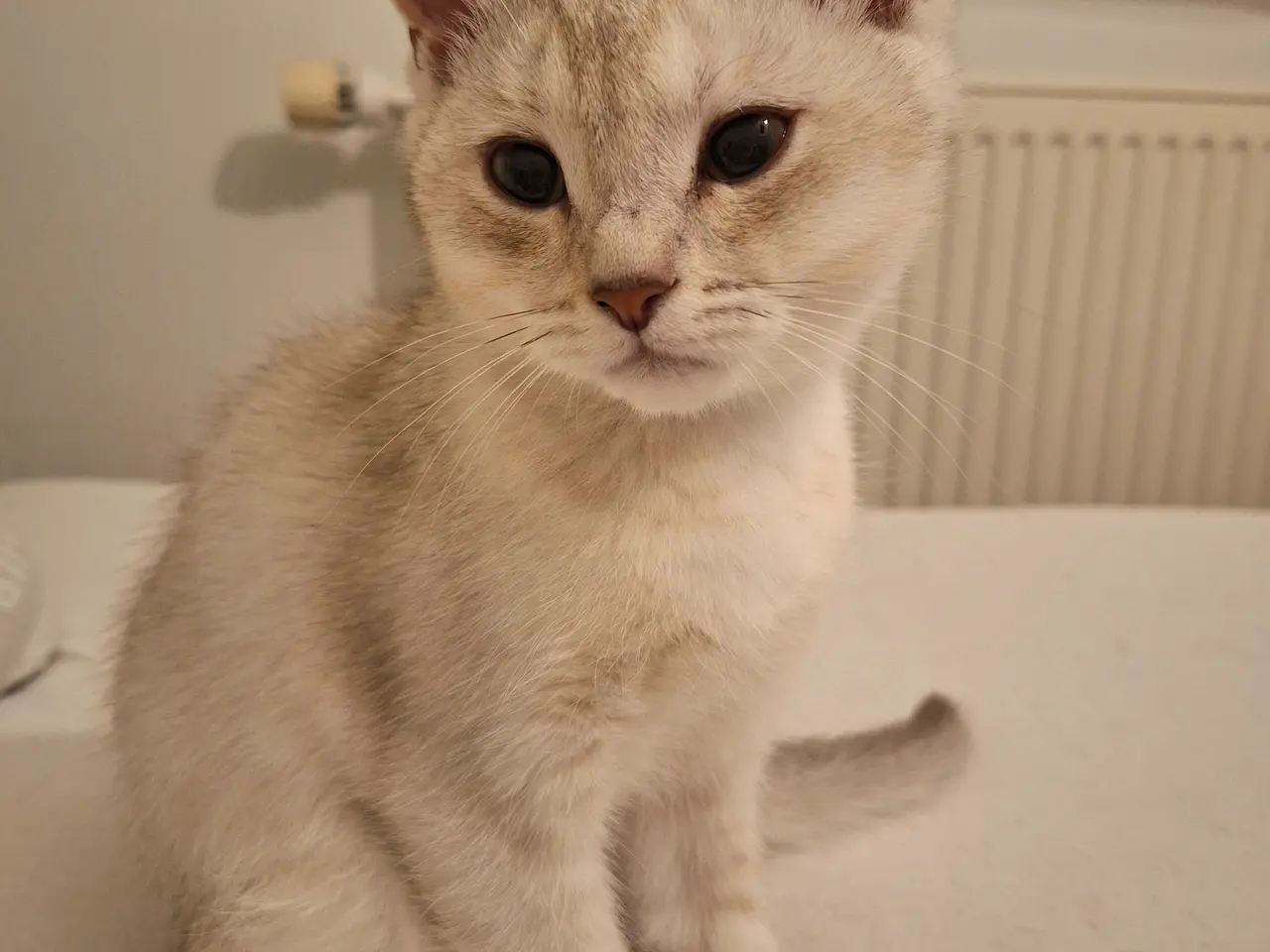 Billede 12 - British shorthair