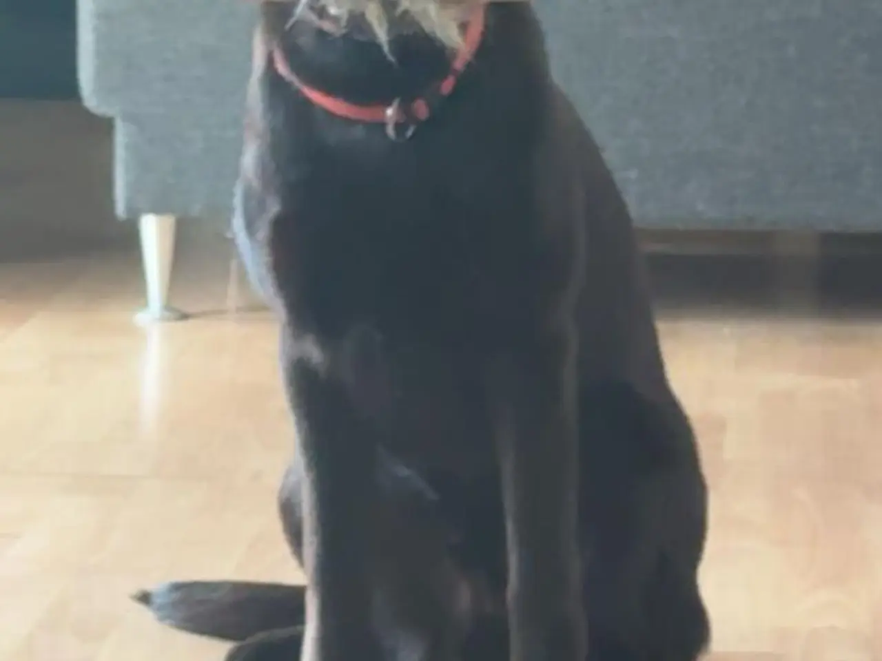 Billede 3 - Labrador hvalpe sælges