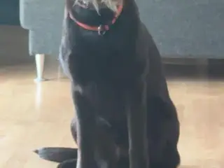 Labrador hvalpe sælges  - 3
