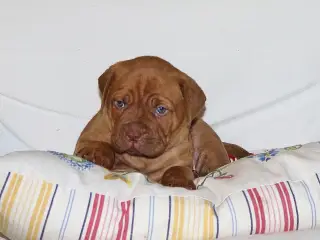 Smukke fransk mastiff/Dogue de Bordeaux hvalpe 🐾