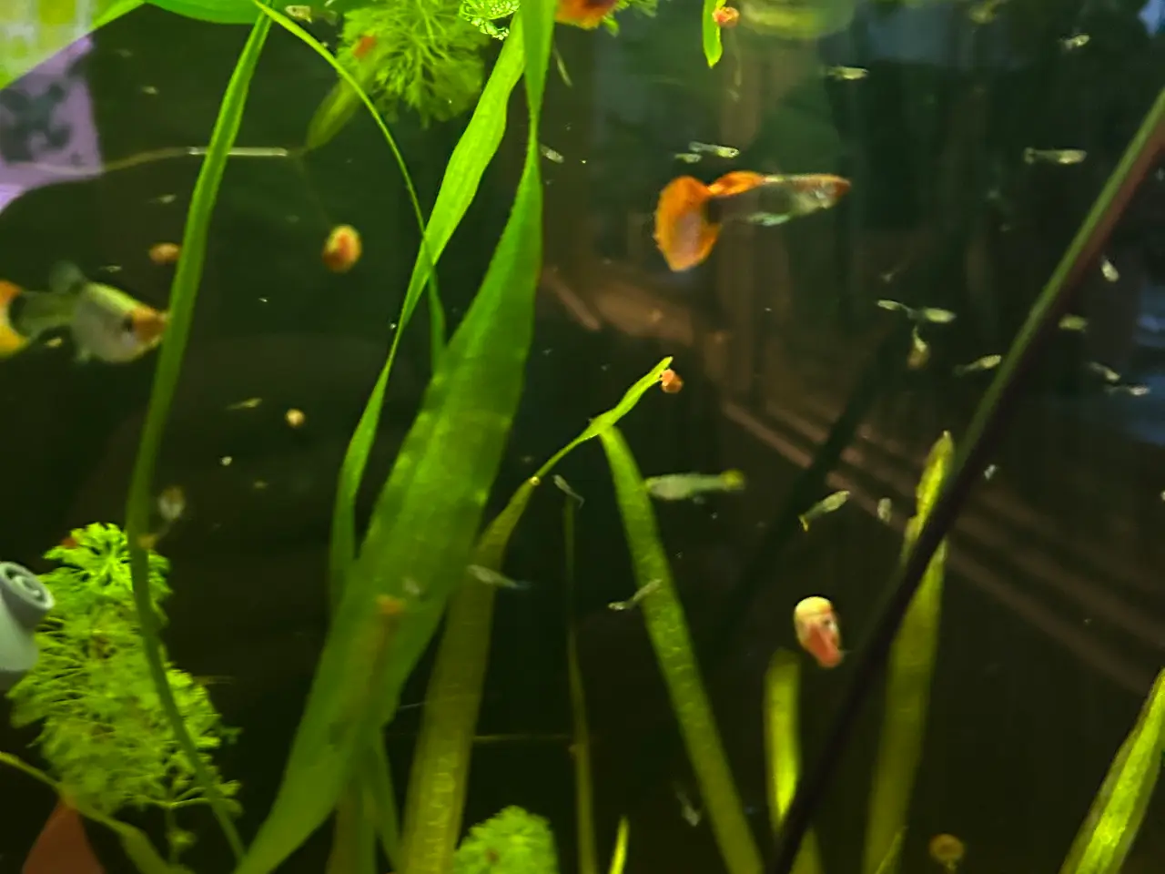 Billede 2 - ❤️🐟 Rednose Dumbo Guppy – Smuk Kontrast (unger)