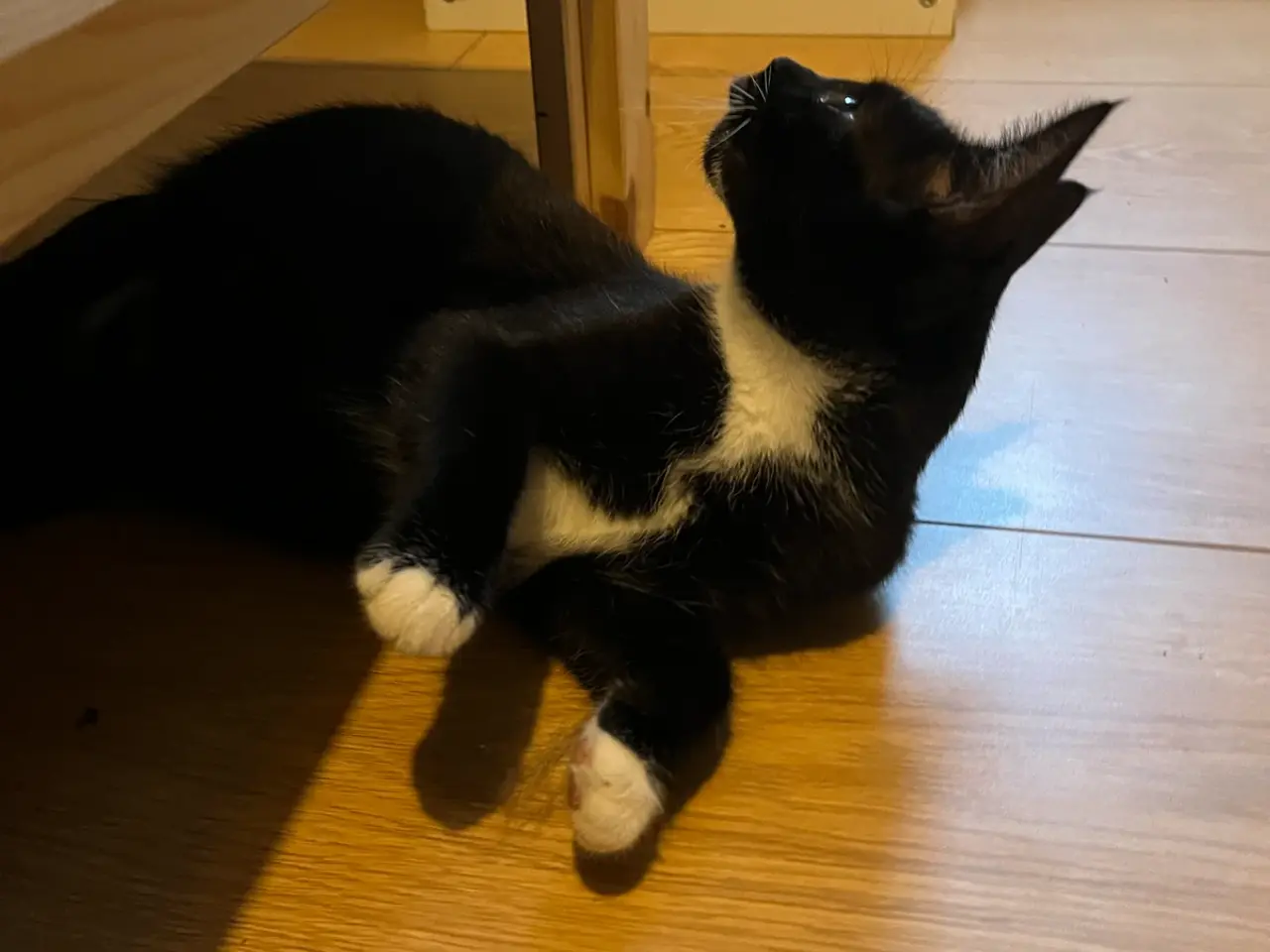 Billede 3 - Sort of hvid kat 
