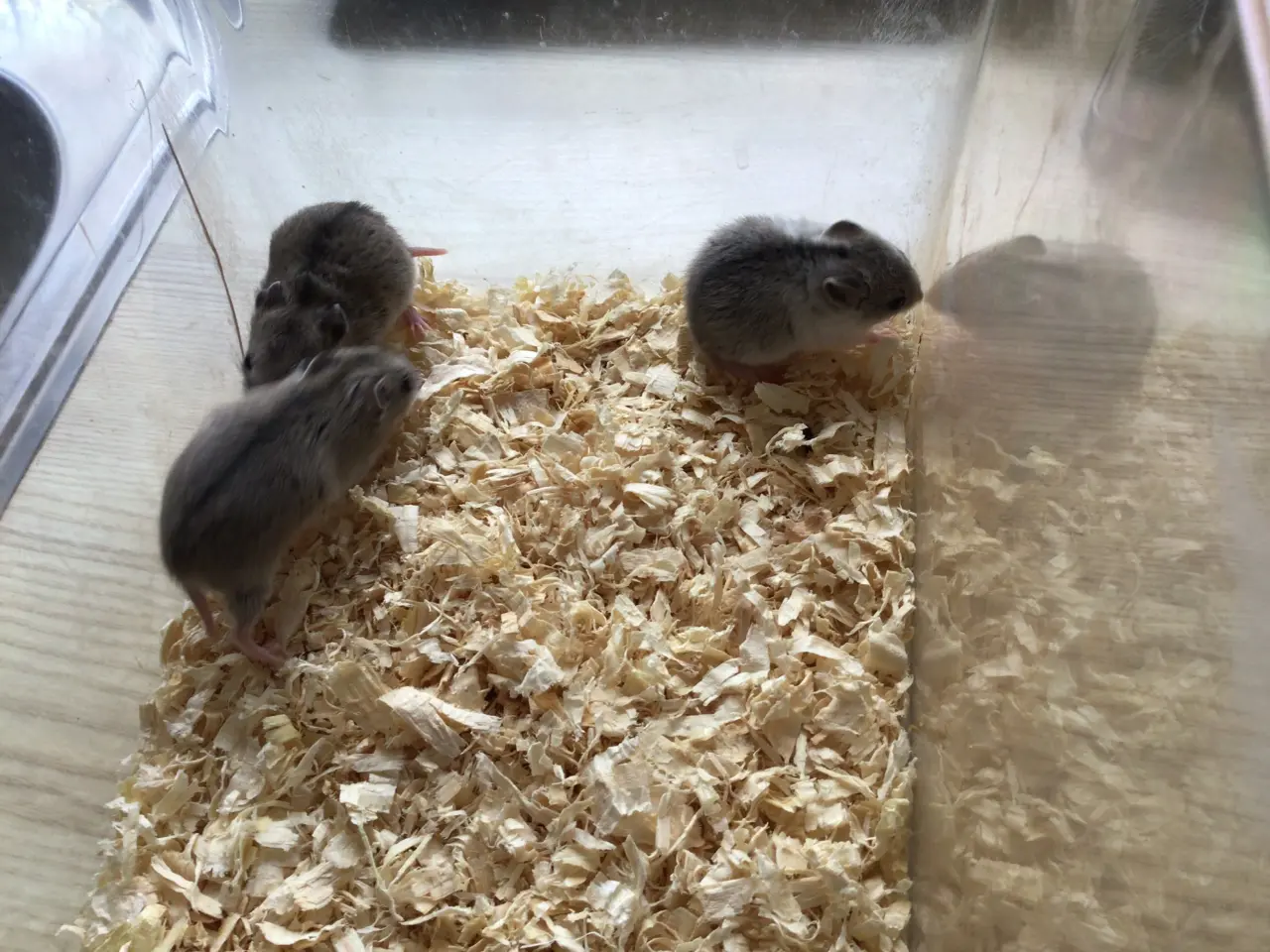 Billede 4 - Kinesiske hamster