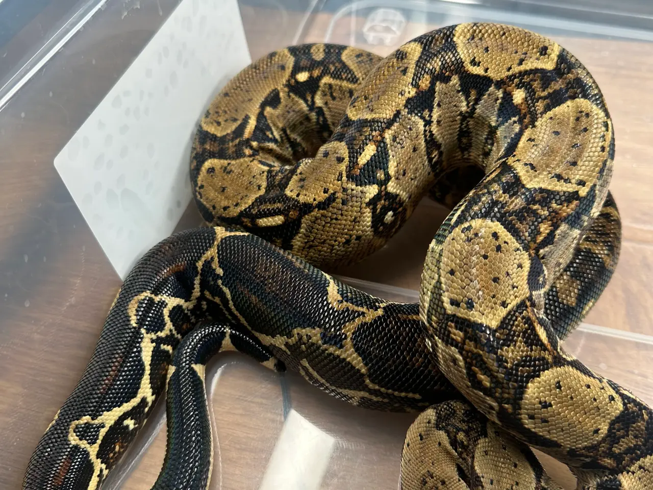 Billede 4 - Boa1.0wildtype100%het leopard100%het Albino kahl