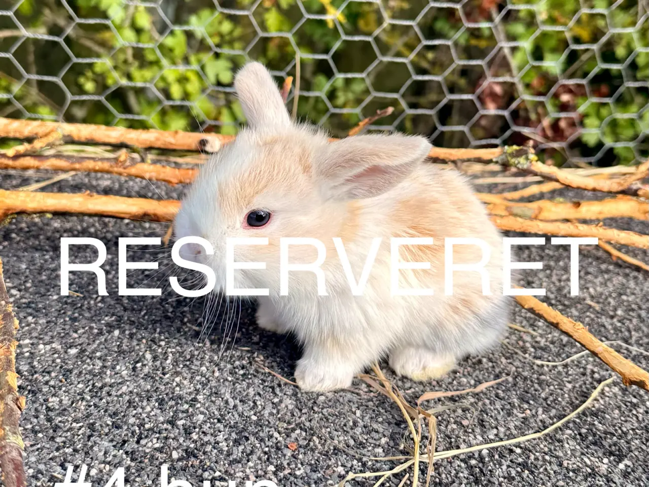 Billede 7 - Mini Lop kaninunger