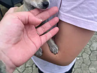 Chihuahua-hvalpe - 3