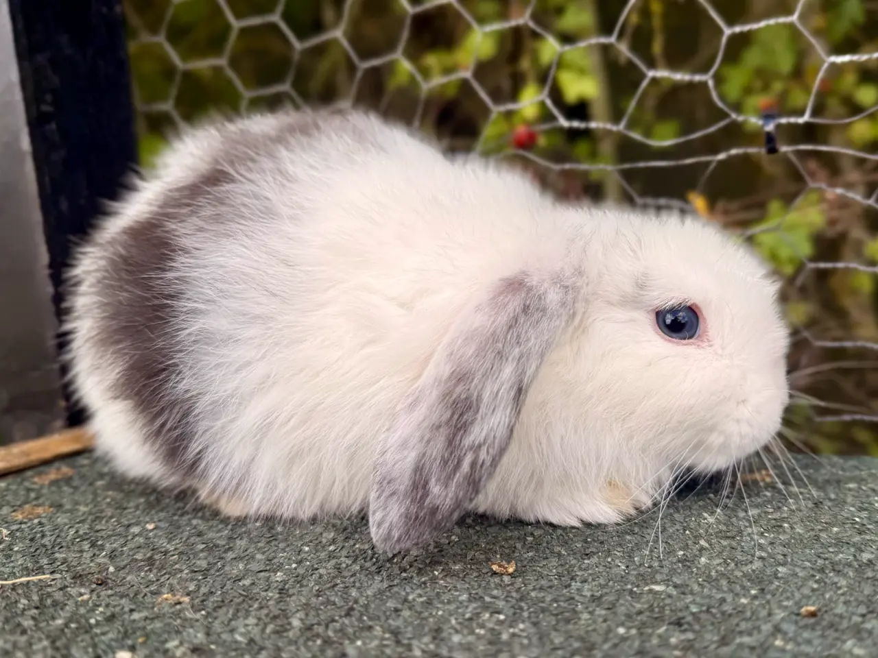 Billede 6 - Mini Lop dreng