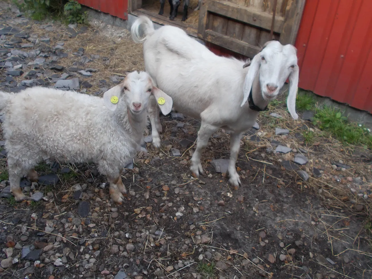 Billede 1 - boergeder