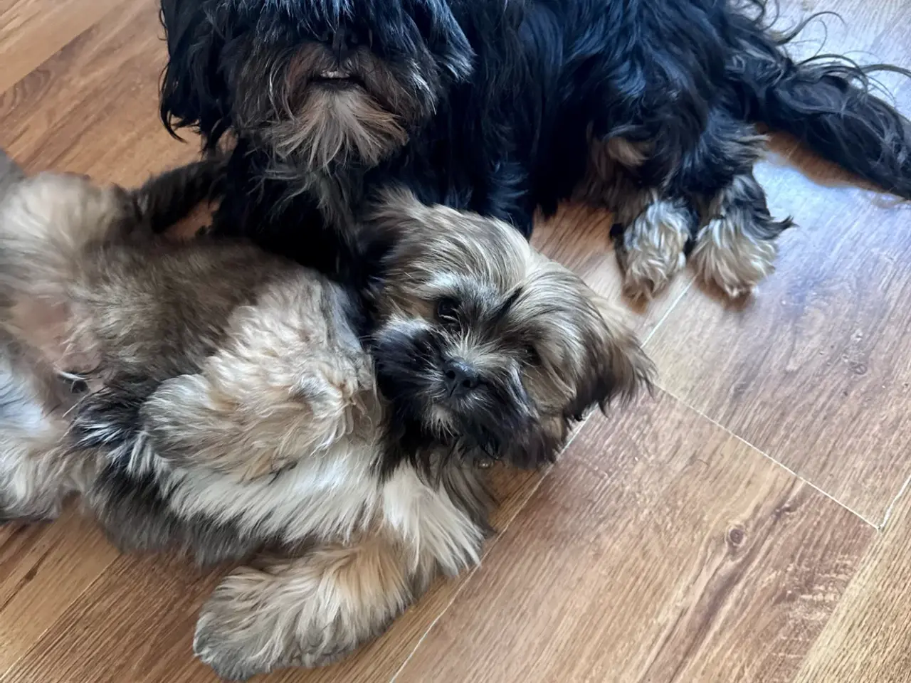 Billede 6 - Lhasa apso hvalp