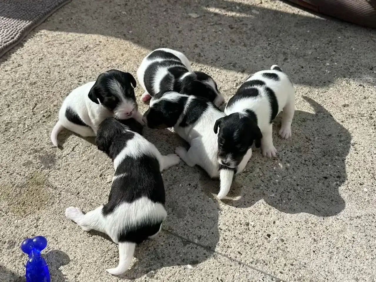 Billede 14 - Jack Russell Hvalpe sælges
