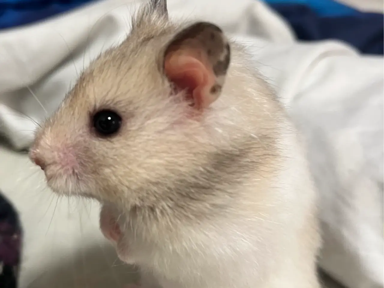 Billede 13 - Guldhamster unger