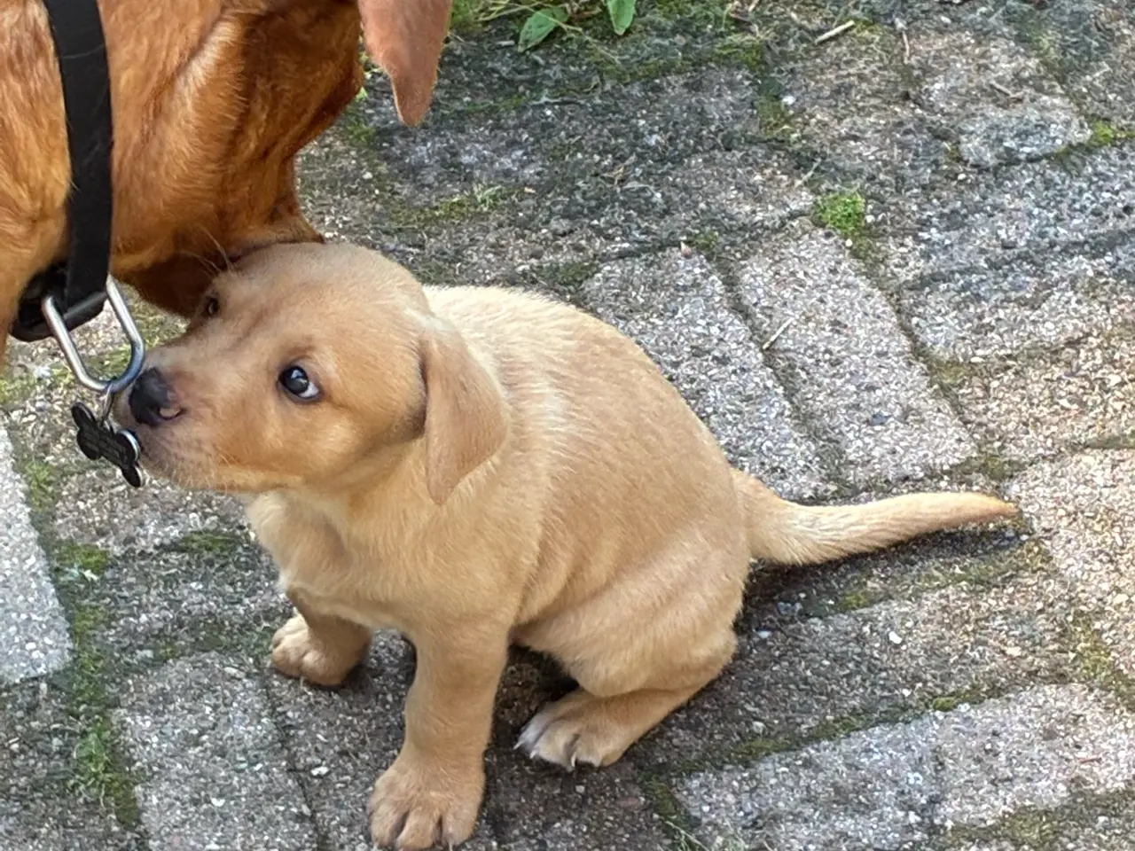 Billede 4 - Foxrøde labrador F1 hvalpe