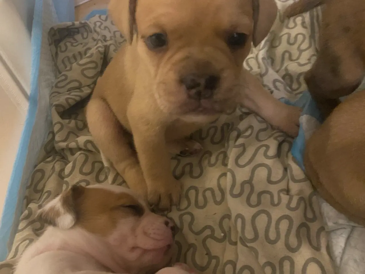 Billede 1 - Fransk bulldog/ old english bulldog