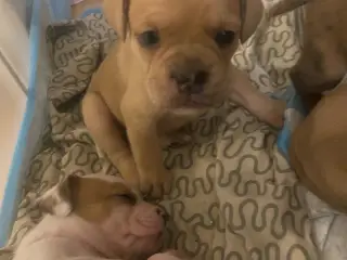 Fransk bulldog/ old english bulldog 