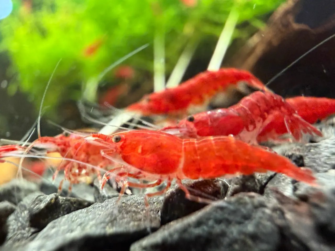 Billede 1 - đSuper flotte Fire Red rejerđ lysere og mĂĽrkere