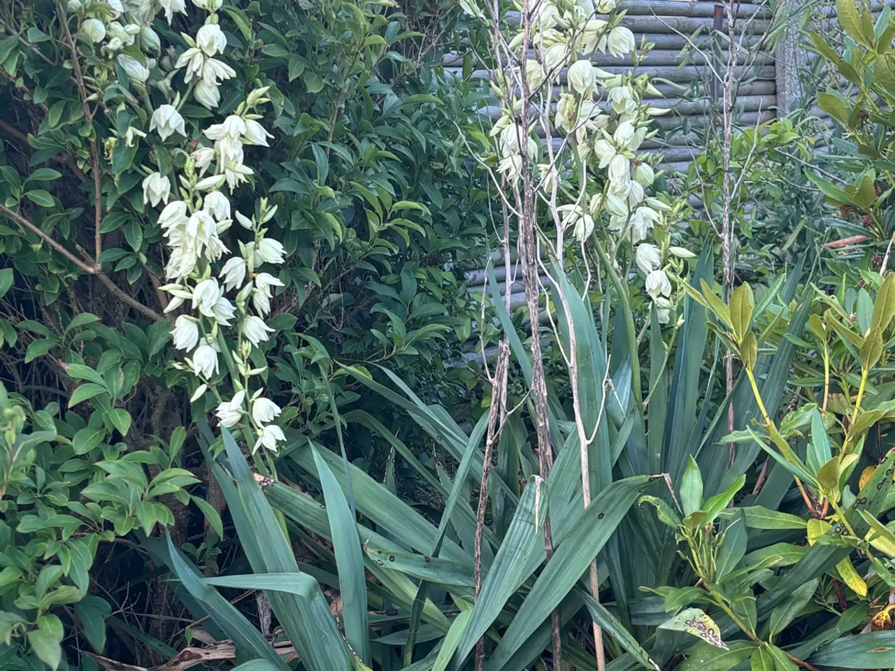 Billede 12 - Planter, buske, træer m.m.