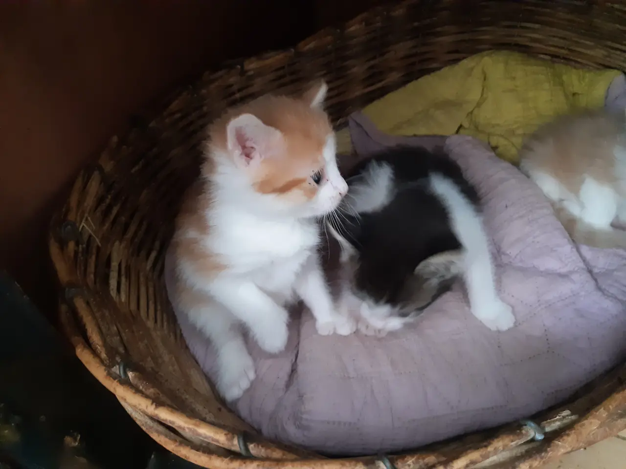 Billede 7 - Skønne Maine Coon Blandinger
