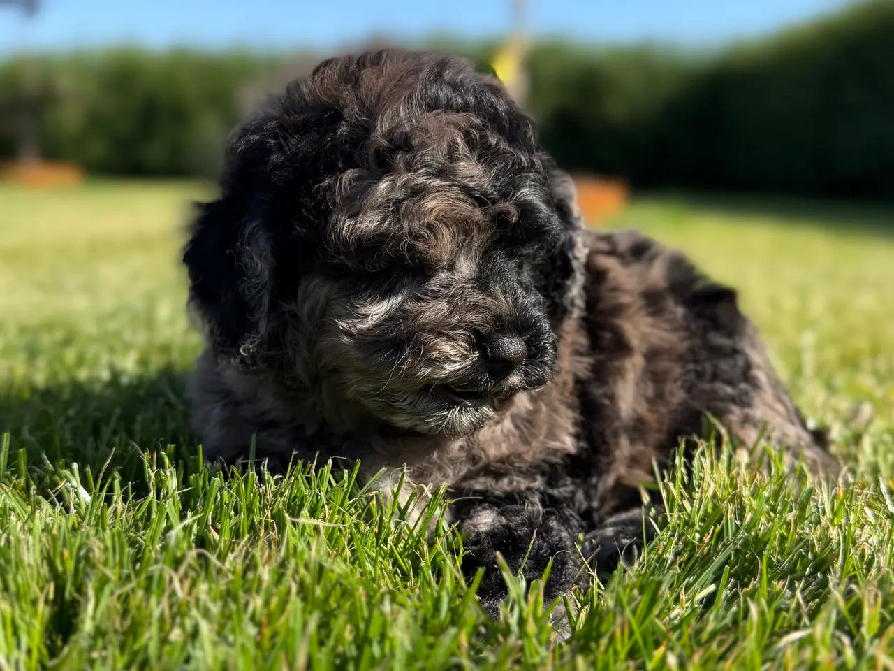 Billede 2 - amerikansk cockapoo dreng