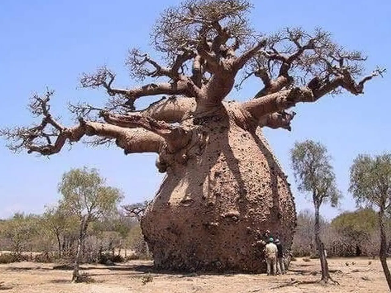 Billede 3 - 4-6 stk. Baobab-plante til salg (Bonsai)
